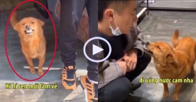 Video: Chó cưng tươi cười nịnh chủ khi gây họa