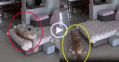 Video: Chó cưng ngã sõng soài khi ngủ