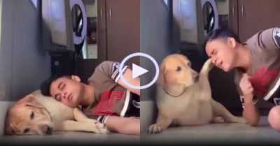 Video: Chú chó nổi cáu vì bị cậu chủ làm giật mình