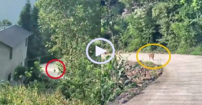 Video: Chó cưng chạy ra đón chủ từ xa