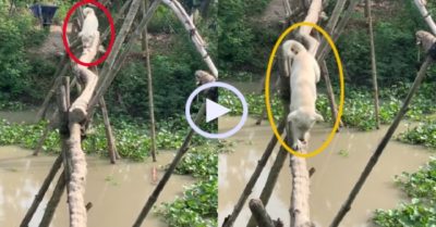 Video: Chó cưng trổ tài đi cầu khỉ