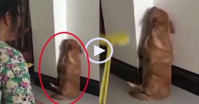 Video: Chó cưng ngoan ngoãn chịu phạt
