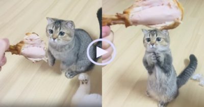 Video: Mèo cưng chắp tay xin miếng thịt gà