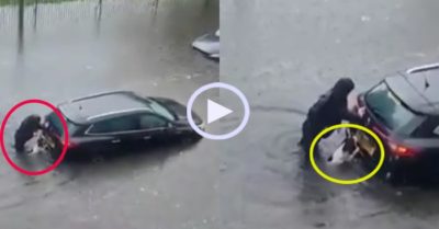 Video: Chó cưng đội mưa phụ chủ đẩy xe giúp người mắc kẹt