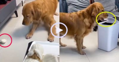 Video: Chó Gâu đần tự ái vì chủ ‘bố thí’ đồ ăn