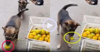 Video: Hai chú chó trộm quýt ‘nhẹ nhàng như cơn gió’