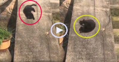 Video: Mèo đen thích thú chơi thềm trượt