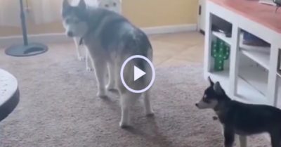 Video: Đàn chó cưng đứng hình khi thấy cô chủ
