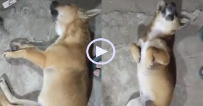 Video: Cô chủ mếu máo vì chó cưng ngủ quá say