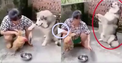 Video: Chó cưng chắp chân van xin bà chủ đừng làm thịt gà