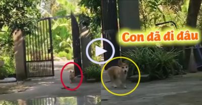 Video: Chó cưng lén trốn đi chơi bị bà chủ phát hiện