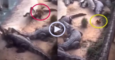 Video: Gà ‘thân thủ phi phàm’ đàn cá sấu thành trò cười