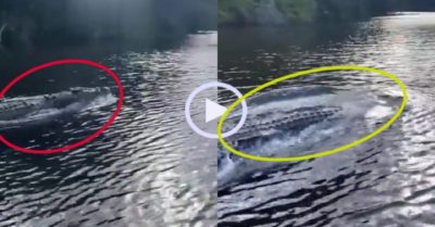 Video: Cá sấu khủng đua với thuyền máy
