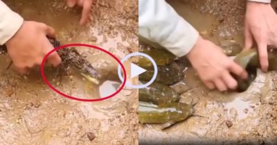 Video: Thả cá sấu con vào hang để bắt cá trê