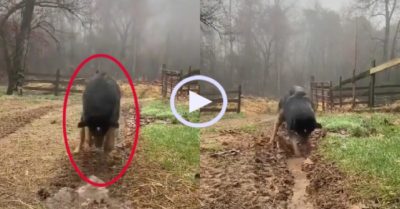 Video: Chó cưng nhiệt tình đào rãnh thoát nước