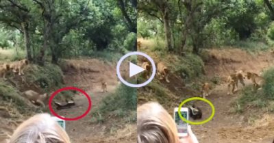 Video: Hai con lửng mật đối đầu với đàn sư tử
