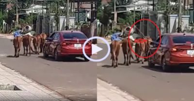 Video: ‘Người nông dân’ lái ô tô đi chăn bò
