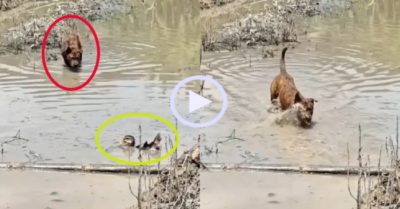 Video: Vịt biến chó săn thành trò cười