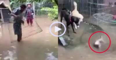 Video: Gia chủ dùng bu gà bắt cá mùa nước nổi