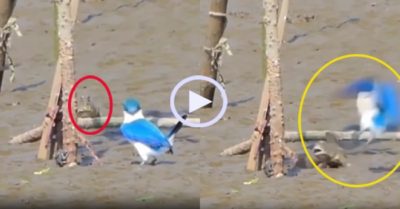 Video: Cá thòi lòi tấn công chim để giải cứu cua