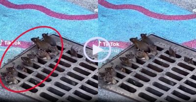 Video: Đàn chuột ngoi lên nắp cống ‘hóng chuyện’