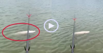 Video: Cá bơi ngửa trêu ngươi cần thủ