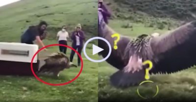 Video: Chim kền kền quên cách bay khi được thả