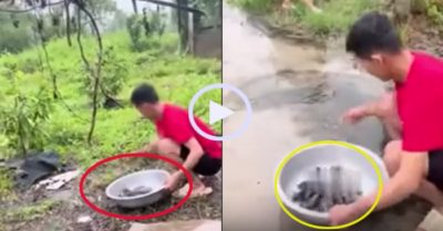 Video: Gia chủ thoả sức nhặt cá sau mưa lớn