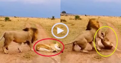 Video: ‘Vua đồng cỏ’ no đòn vì trêu sư tử cái