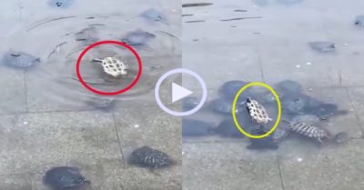 Video: Đàn rùa vây quanh giúp bạn khỏi đuối nước