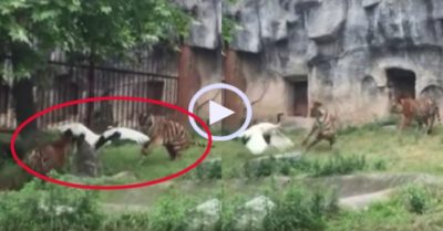 Video: Sếu đầu đỏ đánh bại ba con hổ trong vườn thú