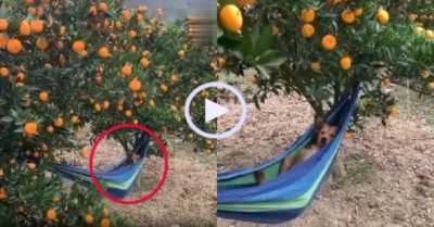 Video: Chó cưng hưởng thụ khi trông vườn quất