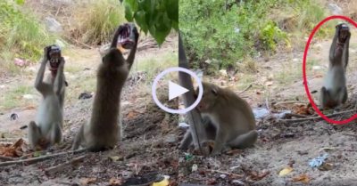 Video: Bầy khỉ say ‘quắc cần câu’ vì uống trộm bia của cần thủ