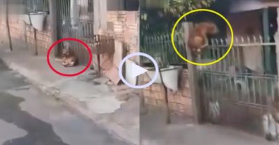 Video: Chú chó cảnh giác cao độ với cẩu tặc
