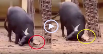 Video: Trâu dùng sừng giải cứu rùa bị lật ngửa