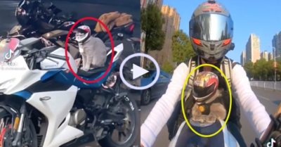 Video: Mèo cưng đi khắp thế gian cùng phượt thủ