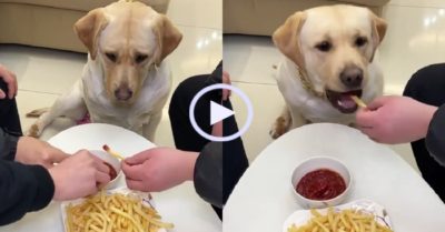 Video: Chó cưng dỗi không ăn vì thiếu nước chấm