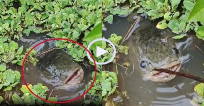 Video: Cô gái nuôi cá lóc khủng trong ao làm thú cưng