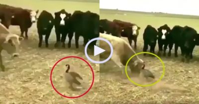 Video: Ngỗng đơn độc thị uy sức mạnh trước đàn bò