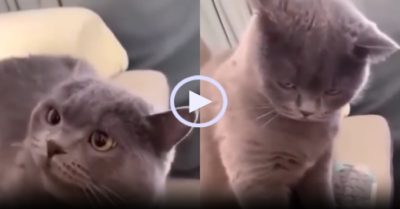 Video: Mèo cưng ‘mắt hình viên đạn’ khi mắc lừa cô chủ