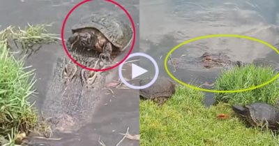Video: Cá sấu chở rùa qua sông