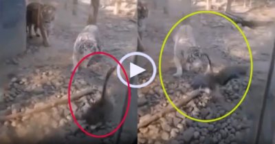Video: Hổ chạy thục mạng khi bị ngỗng rượt đuổi
