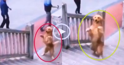 Video: Gâu đần leo cầu thang bằng hai chân điêu luyện