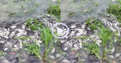 Video: Hàng nghìn con cá diếc ngược dòng để sinh sản