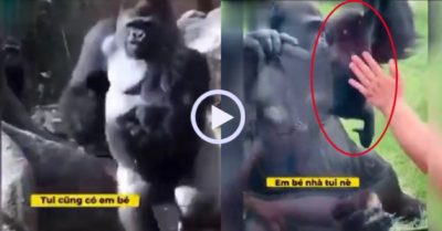 Video: Tinh tinh mẹ bế con ra khoe khách tham quan