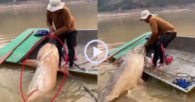 Video: Ngư dân may mắn câu được con cá khổng lồ