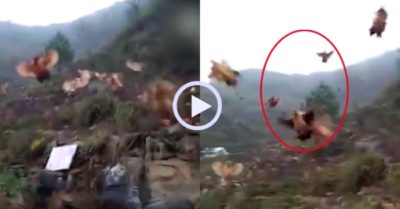 Video: Hàng trăm con gà bay rợp trời khi chủ gọi còi tập hợp