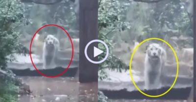 Video: Hổ trắng sững sờ phục vụ khách ngày mưa