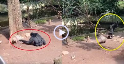 Video: Khỉ đột chạy thục mạng vì dại dột trêu nhím