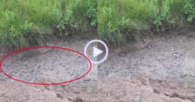 Video: Nông dân bội thu gặp đàn cá mắc cạn khi nước rút